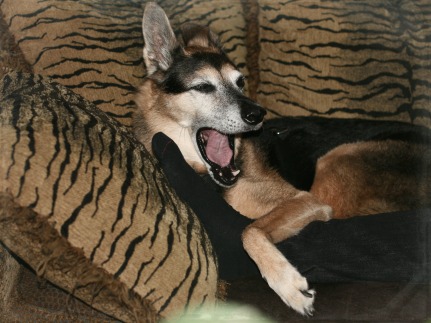 Zuko yawning