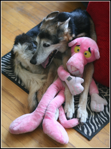 The Original Zuko the Dog & Pink - Zuko's 18th Birthday
